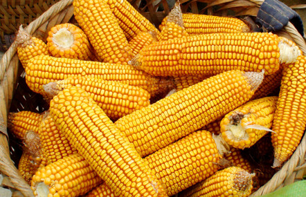 国际粮商预计粮价低迷态势将持续更长时间