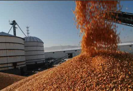 玉米价格又涨了!14年玉米也要拍了?