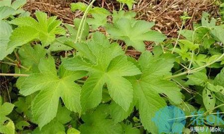 别把它们当无用杂草,它们都是很好的猪饲料!