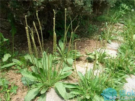 别把它们当无用杂草,它们都是很好的猪饲料!