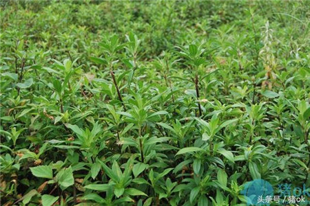 别把它们当无用杂草,它们都是很好的猪饲料!