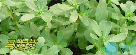 别把它们当无用杂草,它们都是很好的猪饲料!