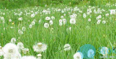 别把它们当无用杂草,它们都是很好的猪饲料!