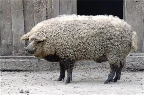 仔猪大,母猪难产;仔猪小,成活率低,仔猪初生重控制在多少合适