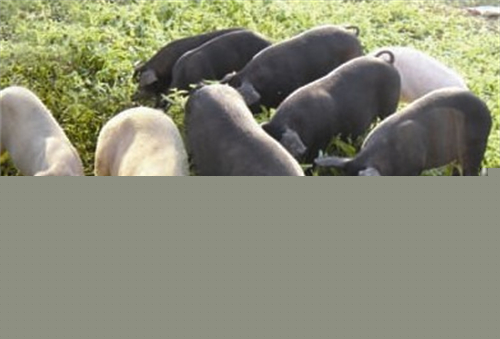 【动保】基层兽医需要了解的兽药常识