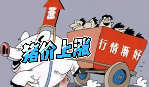 01月17日猪价雷霆上涨!其中最高上涨3.47元/公斤!