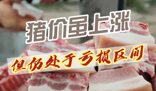 02月06日猪价:猪价上涨强势回归!但仍处于亏损区间!