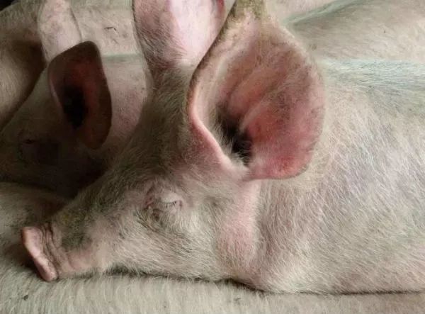 猪发烧不吃食,该如何处理?一定要打针吗?