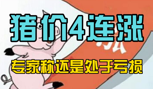 猪价4连涨,局地逼近8元!但据目前的养猪成本来看,还是处于亏损!