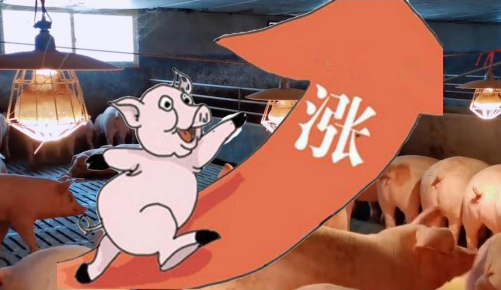 猪价整体趋势向好,“磨底期”或将提前结束!