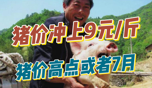 猪价冲向9元/斤!但养殖户仍处于亏本状态!那猪价高点在何时?
