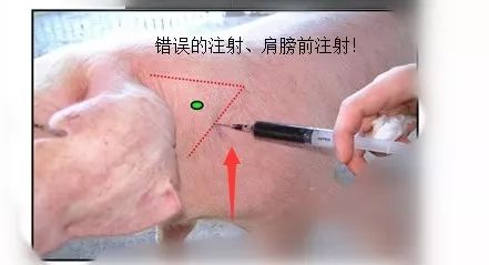 猪肌肉注射的正确位置,养猪人你学会了吗?