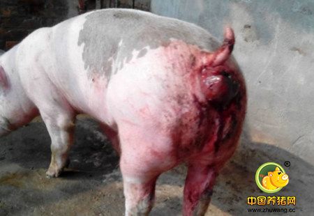 冬春易发猪脱肛,该怎么办?附:手术操作详解