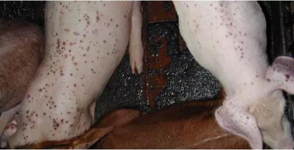 夏秋季节频发,这个病驰骋在99%的电子游艺网站
!