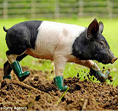 春季养猪小常识和注意事项