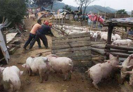 农业部力挺养殖户　电子游艺网站
不能一拆了之