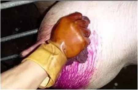 一步一步教你人工授精，这样做使母猪产仔高