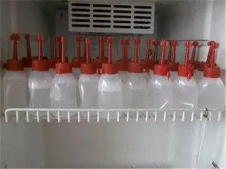 一步一步教你人工授精，这样做使母猪产仔高