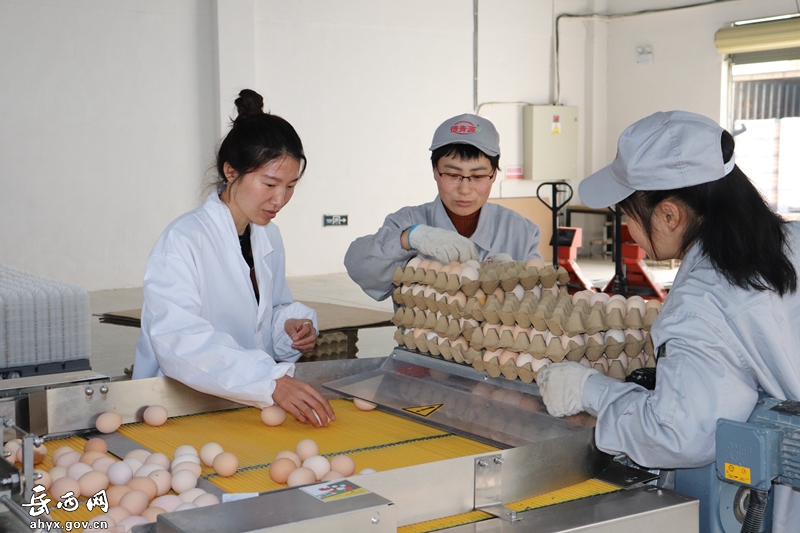 中国脱贫攻坚·岳西故事│养殖扶贫