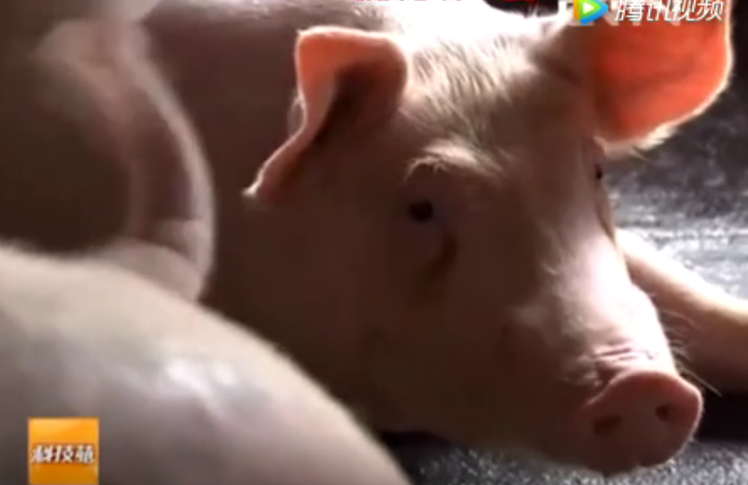 养猪赚钱就靠一把草