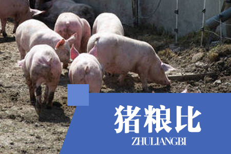 2024年04月17日猪粮比：生猪价格及玉米批发价格