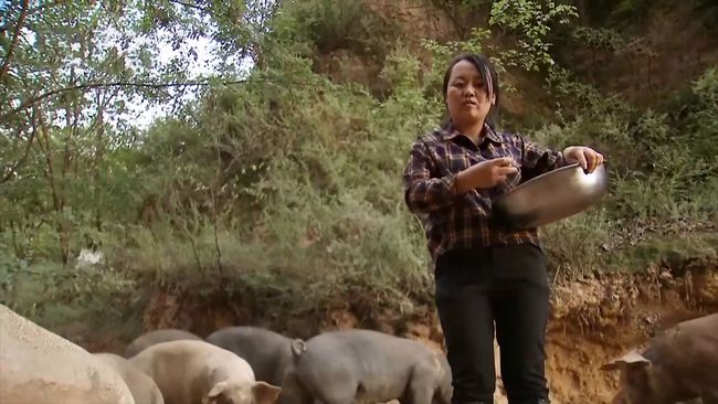 单亲妈妈养猪，年收入五百万元，带动200多户贫困脱贫！