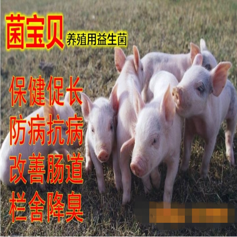 猪只肠道不好拉稀易生病不长个怎么办？