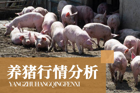 06月15日猪价：行情大幅降温，市场利空凸显，养殖端认价出栏现象居多！