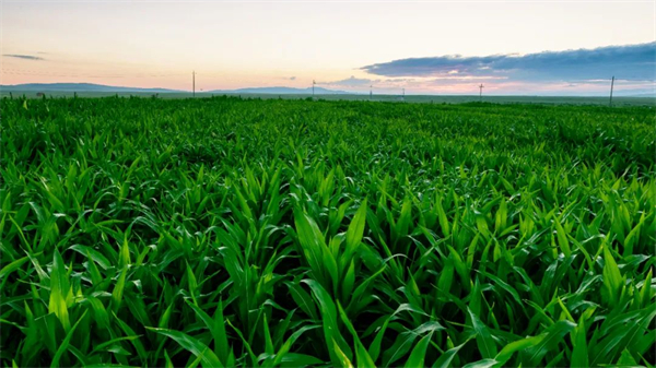 2022年蒲城牧原10场周边夏玉米