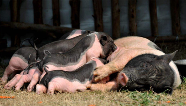 05月15日猪价：破8冲9！猪价越涨越猛！