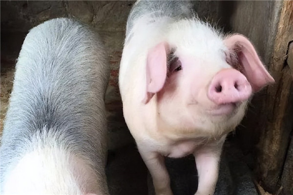 生猪期货突破18000元/吨，现货价格将迎新涨？