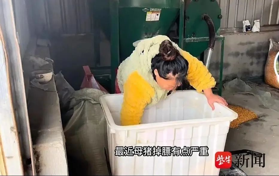 从初中辍学再到养猪狂赚500万，95后女孩凭借这些发家致富！