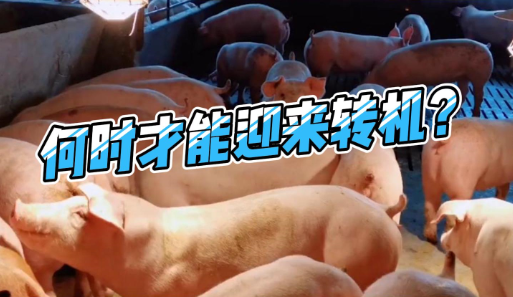 养猪业已连续4个月亏损！何时才能迎来转机？