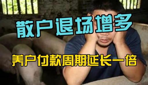 散户退场、规模猪企“放量”！饲料经销商：养户付款周期延长一倍！