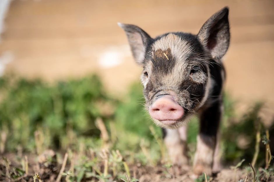 11月02日猪价：猪价“逆势上涨”！市场情绪转变，何时涨回16元？