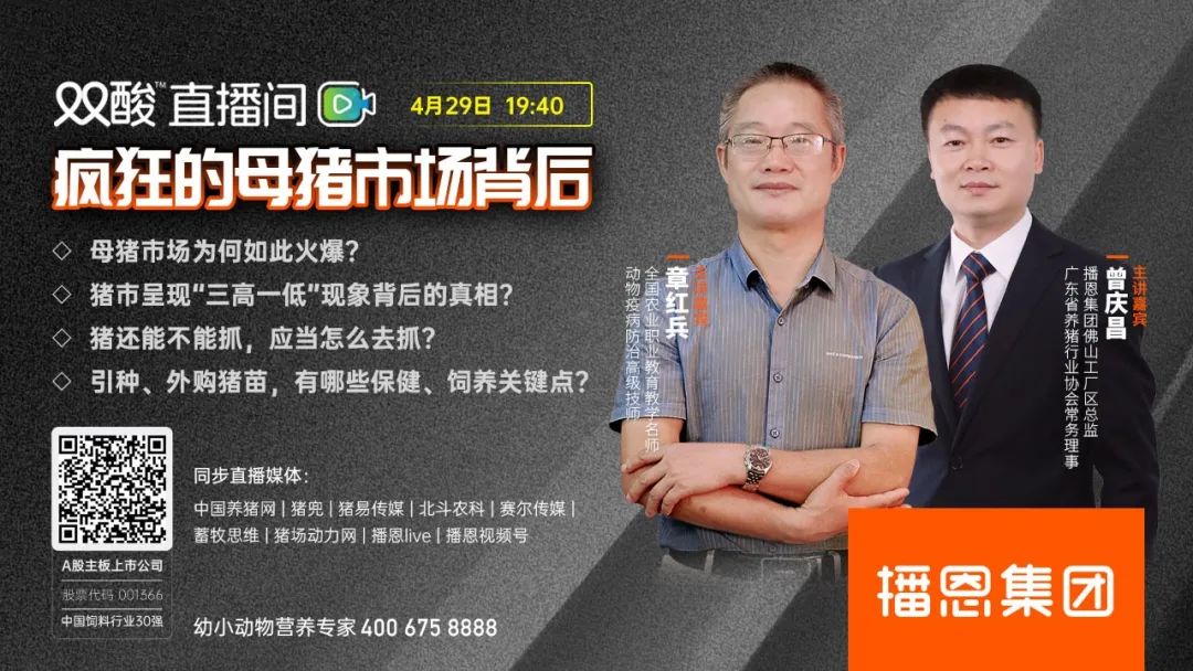 仔猪、母猪价格狂飙，补栏旺季，这猪还能抓吗？