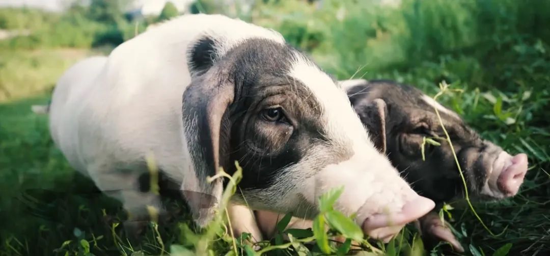 本土猪养殖增速加快，地方猪产业开发未来可期