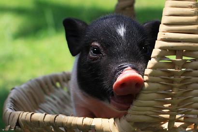 全国政协农业和农村委员会主任罗志军率领导成员到我院调研种子和耕地科技创新工作