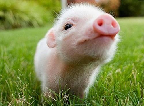 农业农村部数据频道使用手册