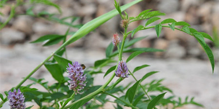 中草药竟会这样影响电子游艺平台
质量！