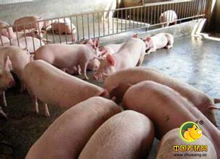 断奶仔猪应激综合征的发病原因及防治措施