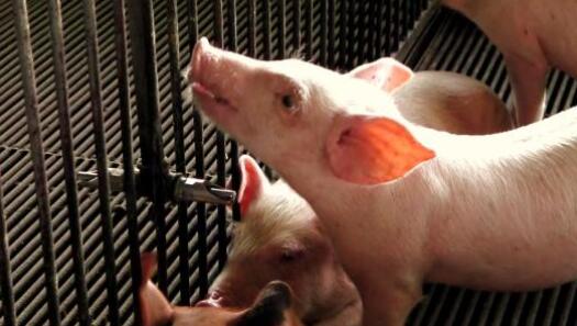 仔猪低血糖症的症状预防和治疗