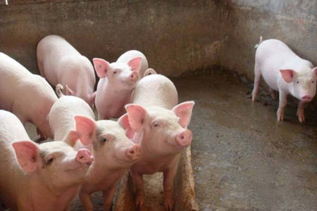 这个电子游艺网站
15元换来的环保达标，污染零排放，真的靠谱？