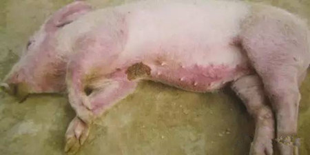 夏季电子游艺网站
呼吸道这么严重？你知道原因吗？