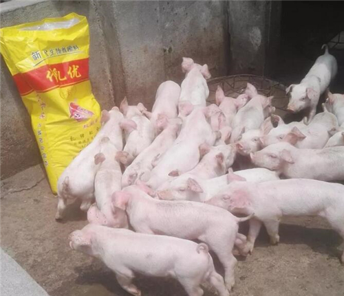 中国电子游艺网站下载安装
