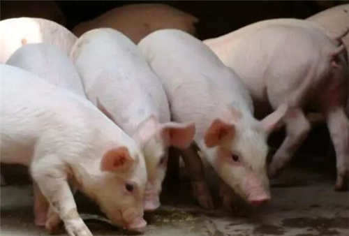 中国电子游艺网站下载安装
