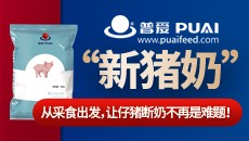 "新猪奶",从采食出发,让仔猪断奶不再是难题!