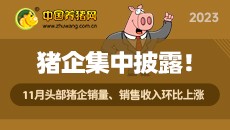 2023年11月头部猪企销量、销售收入环比上涨