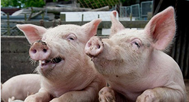 夏秋交际养电子游艺网站
怎样做好防疫工作