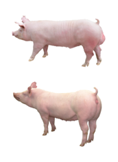 中国电子游艺网站下载安装
